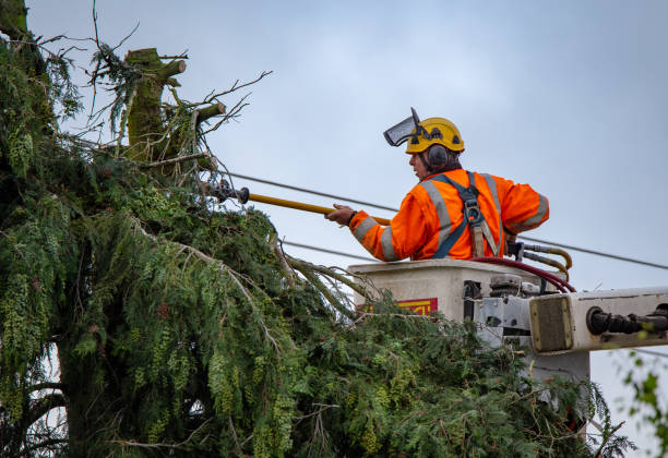 Professional Tree Care in Kirksville, MO